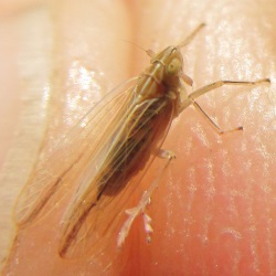 Stenocranus major